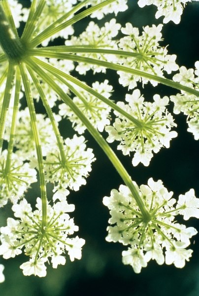 Himalayan Hogweed Cowparsnip (Heracleum candicans) (photo)  à 