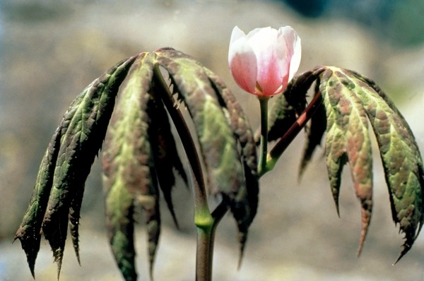 Himalayan Mayapple Latin (Podophyllum hexandrum) (photo)  à 