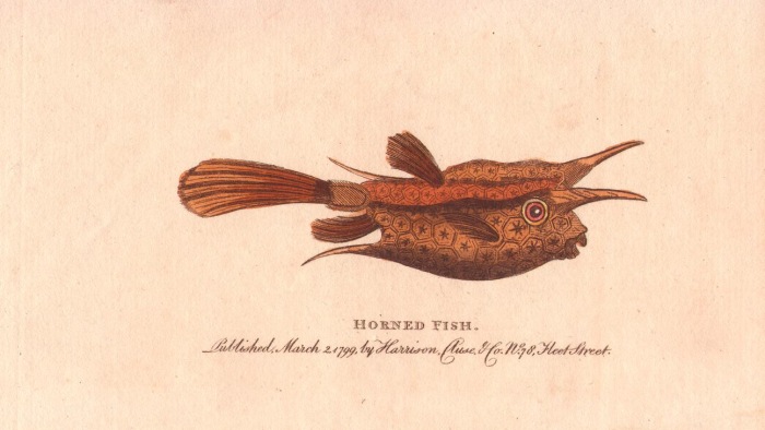 Horned fish or longhorn cowfish à 