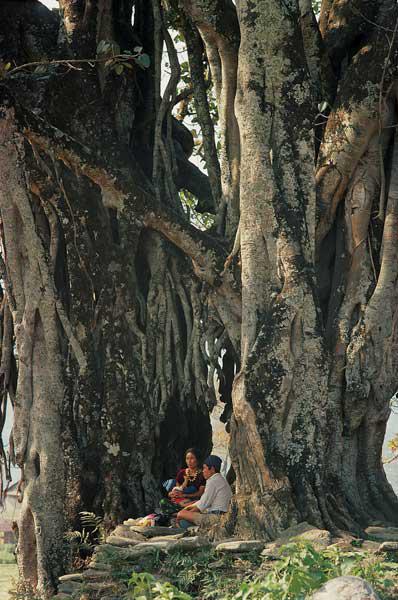 Huge pipal Ficus religiosa and banyan Ficus (photo) 