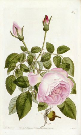 Illustration From The Botanical Register, Sydenham Teast Edwards 1769?-1819 & John Lindley 1799-1865 à 
