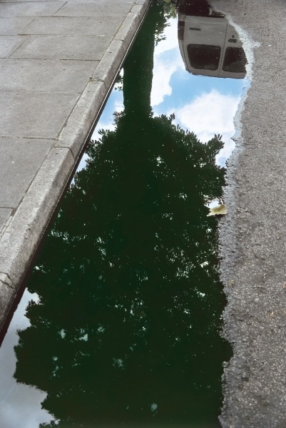 Inverted tree in roadside pool of water (photo)  à 