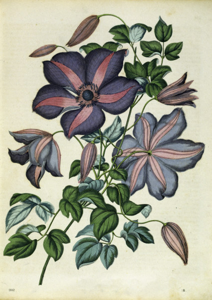 Italian Leather Flower / Lithograph à 