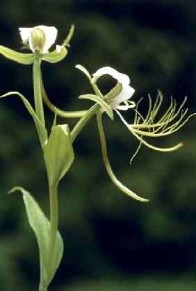 Intermediate Habenaria (Habenaria intermedia) (photo) 