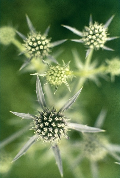 Kashmir Eryngo (Eryngium biebersteinianum) (photo)  à 