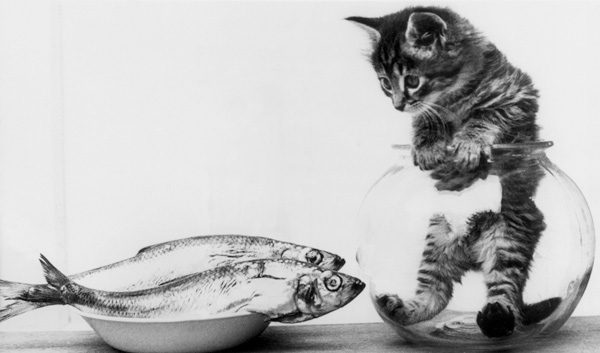 Kitten in an aquarium looking at fishes in a plate à 
