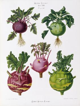 Kohlrabi, Album Benary / Colour lithogr.