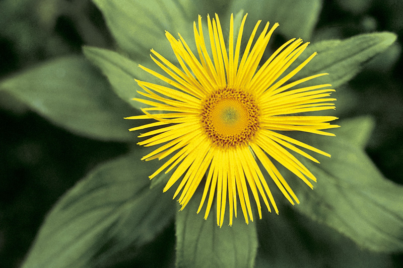 Large-Flowered Inula (Inula grandiflora) (photo)  à 