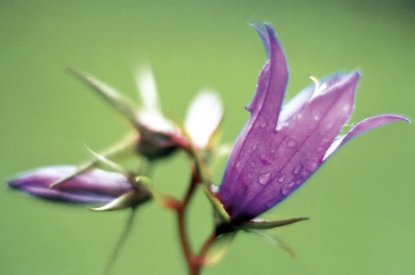 Large Bell Flower (Campanula latifolia) (photo)  à 