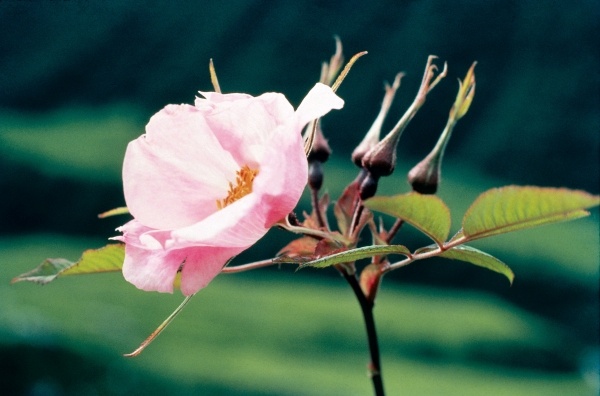 Large-Leaved Rose (Rosa macrophylla) (photo)  à 