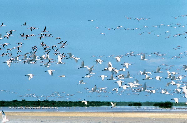 Lesser flamingos spoonbills and Caspian terns at Point Calimere (photo)  à 