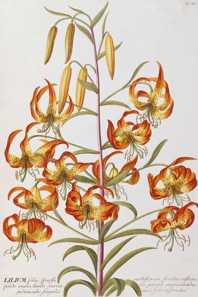 Lilium From ''Plantae Selectae'' à 