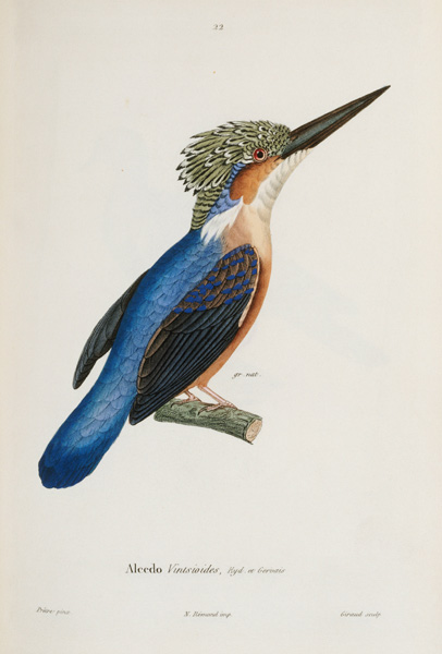 Malagasy Kingfisher à 