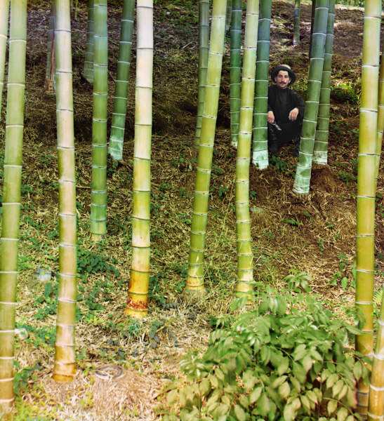 Man among Bamboo Trees / Photo à 