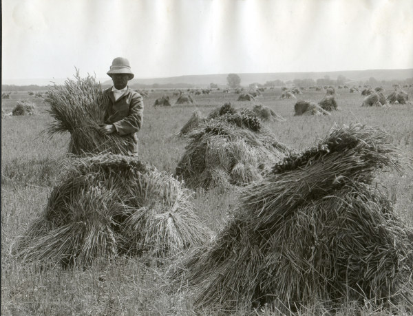 Man in wheat field / Oregon / Photo 1910 à 