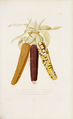 Marbled, Red And Multicoloured Maize Illustration By Julia Duport From ''Histoire Naturelle, Agricol à 