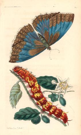 Morpho telemachus butterfly with caterpillar and pupa