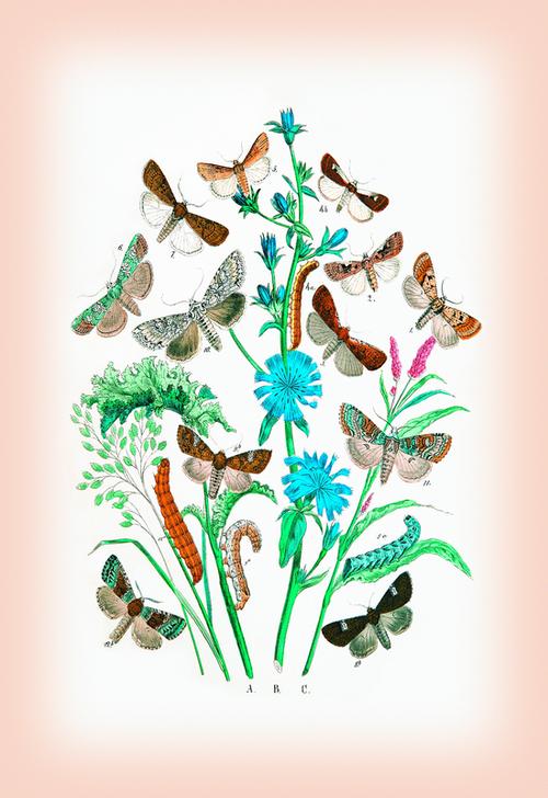 Moths: Agrotis Segetum à 