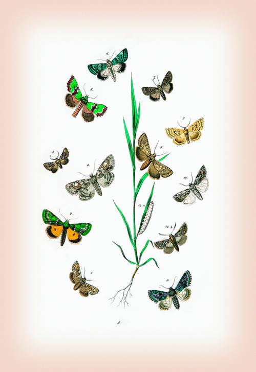 Moths: Cleophana Anarrhini à 