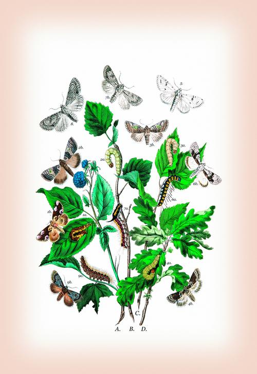 Moths: Cymatophora Or à 