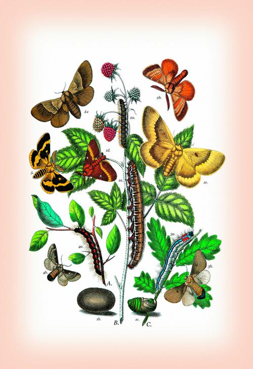 Moths: Eriogaster Rimicola à 