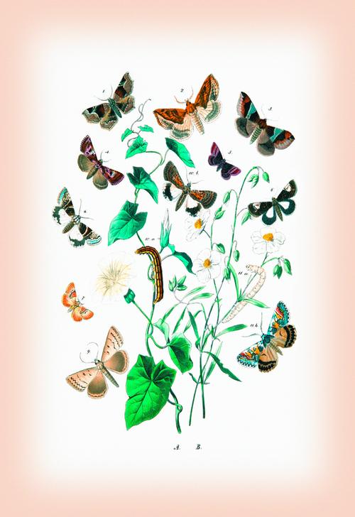 Moths: Zethes Insularis à 