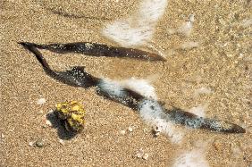 Marine algae and shell, Porbandar (photo) 