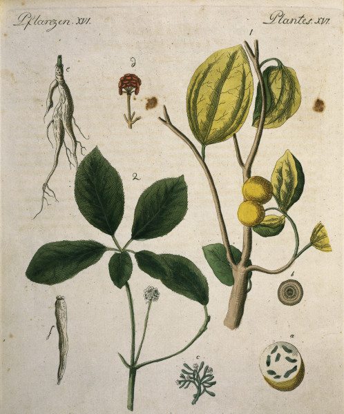 Nux Vomica and Ginseng / Bertuch 1792 à 