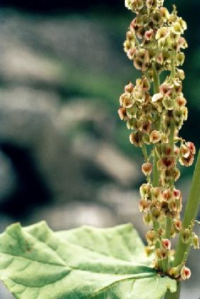 Northern Rhubarb (Archa Rheum australe) (photo) 