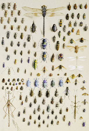 One Hundred And Fifty Insects, Dominated At The Top By A Large Dragonfly à 