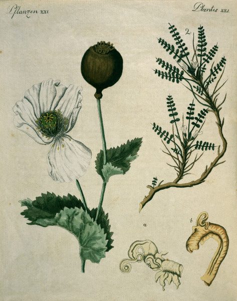 Opium Poppy and Astragalus / Bertuch à 