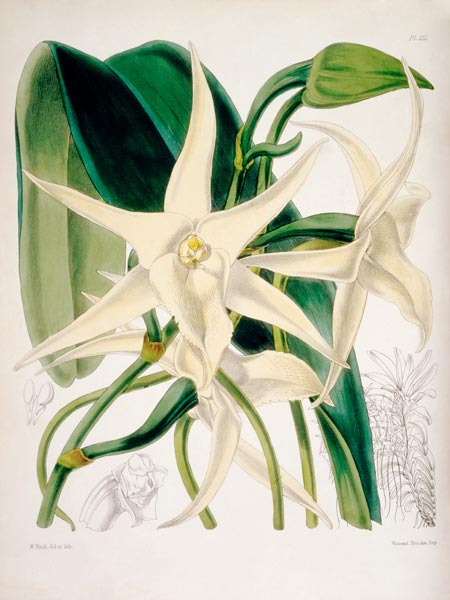 Orchid / W. H. Fitch, 1876 à 