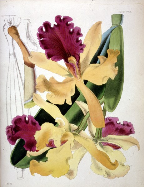 Orchids / W.H.Fitch / 1876 à 