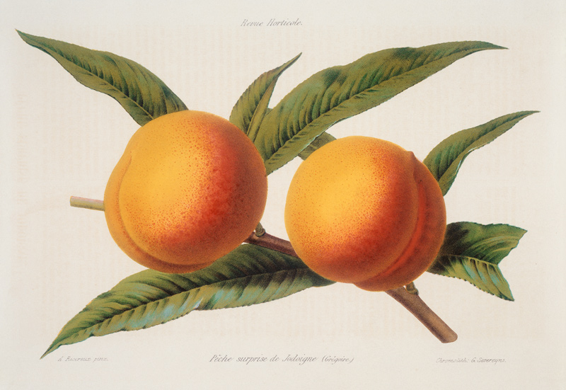 Peach / Lithograph / A. Riocreux à 
