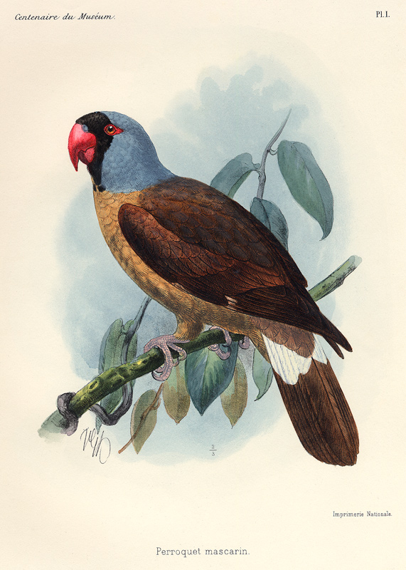 Perroquet mascarin. (Réunion-Sittich – Mascarinus mascarinus). à 