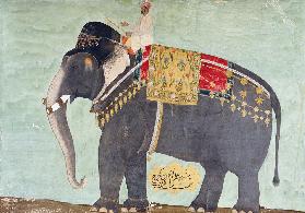 Portrait Of The Elephant  ''Alam-Guman Gajraj''