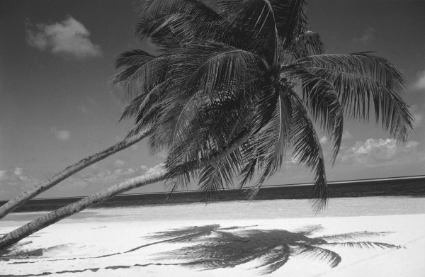 Palm tree shadow on sand (b/w photo)  à 