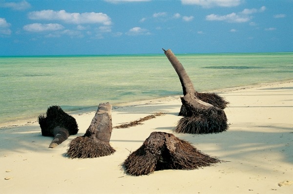 Palm trees trunk on sand, Bangaram (photo)  à 