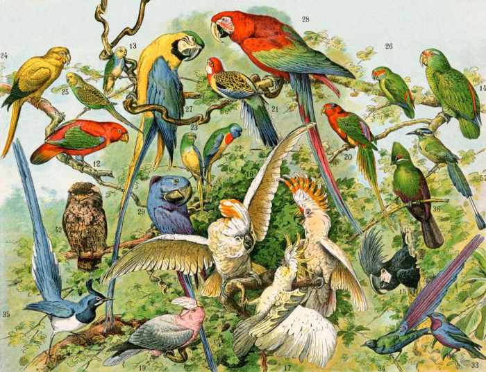 Parrots, cockatoos, and other jungle birds. à 