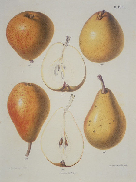 Pear / Colour lithograph à 