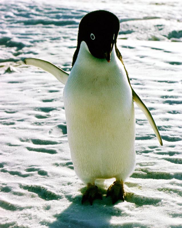 penguin on the ice floe à 