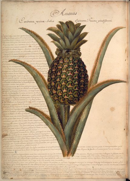 Pineapple / Plumier / Drawing / 1688 à 