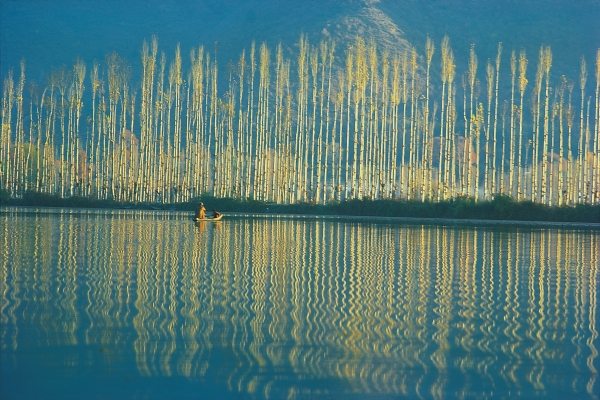 Poplars in late autumn sunlight, Dal lake (photo)  à 