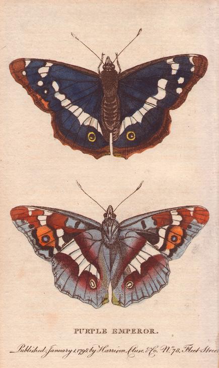 Purple emperor butterfly à 