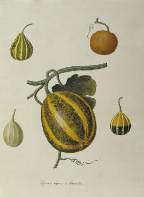Pumpkin, Règne Végétal / Gouache