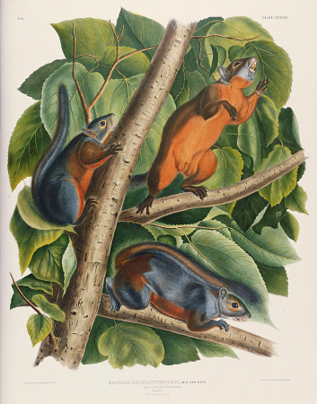 Red-Bellied Squirrel (Sciurus Feruginventris), From ''The Birds Of America'' By John James Audubon ( à 