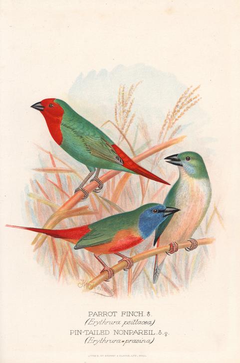 Red-throated parrot finch à 