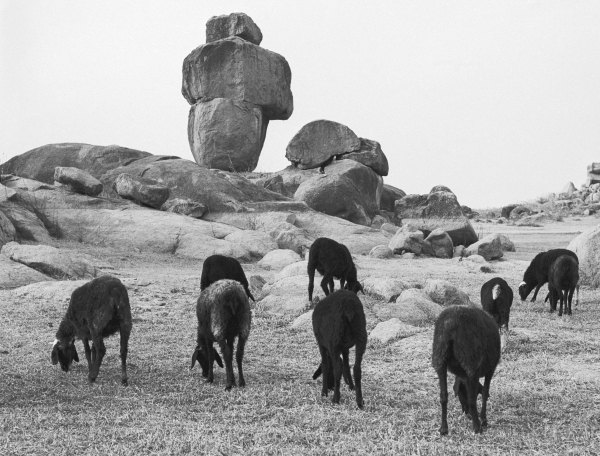Rocks and sheep grazing (b/w photo)  à 