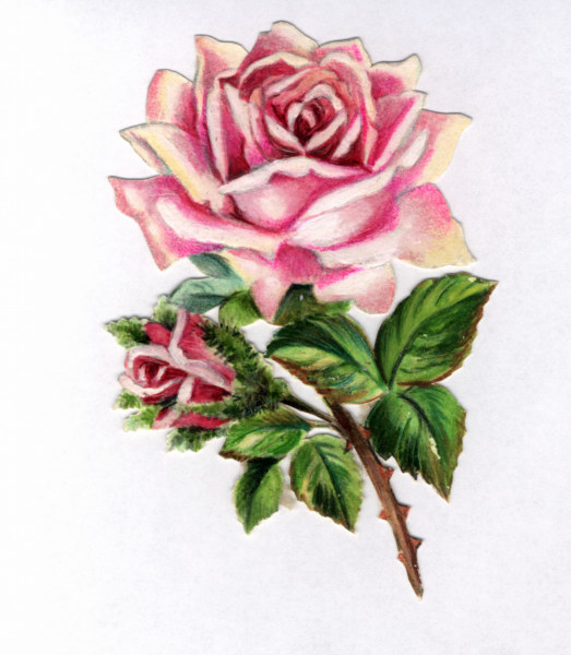 Rose sticker / 20th century à 