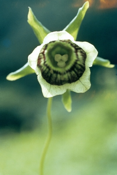 Roundleaf Asiabell (Codonopsis rotundifolia) (photo)  à 